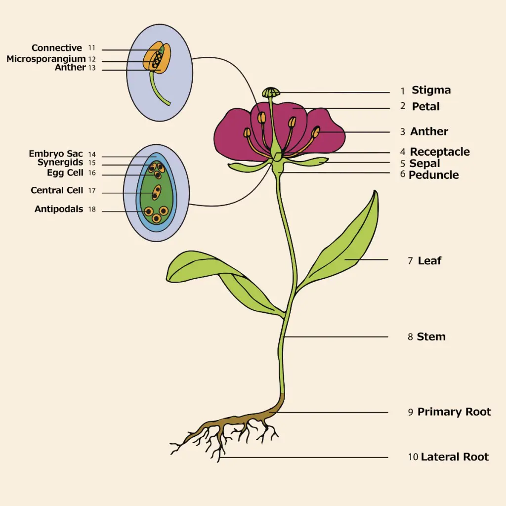 Flower Anatomy, Parts of a Flower